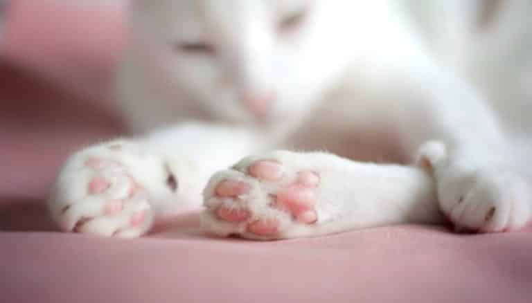 chat pattes
