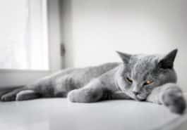 chat gris couché