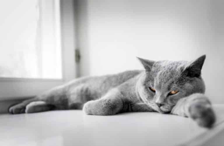 chat gris couché