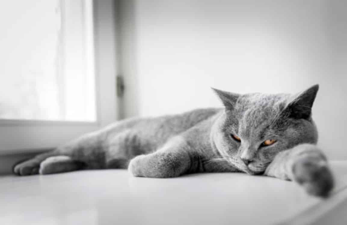 chat gris couché