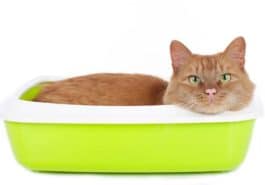 chat litière