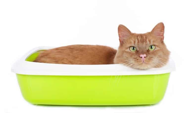 chat litière