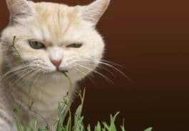 chat herbe
