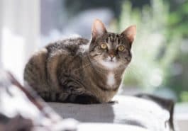 chat couché