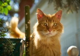 chat