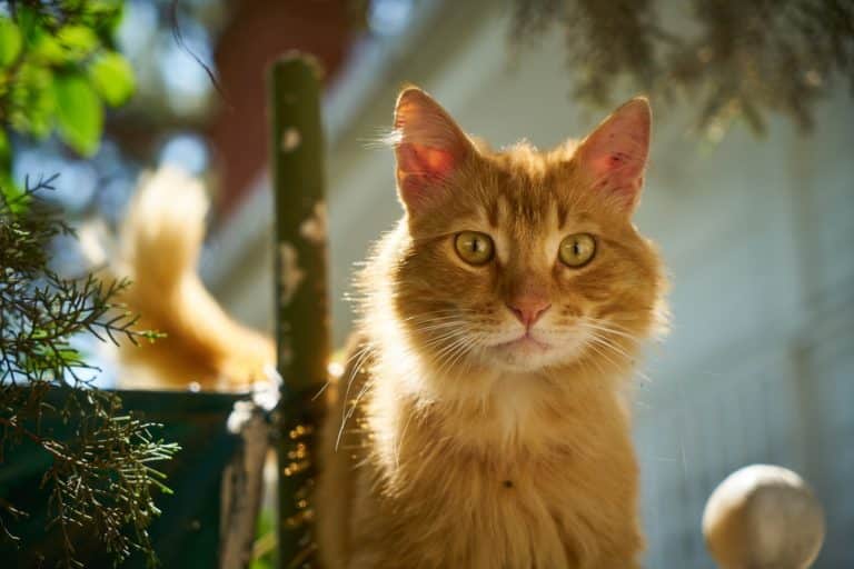 chat