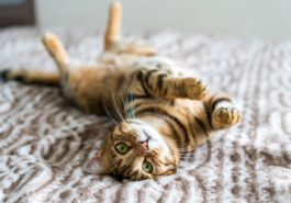 chat couché