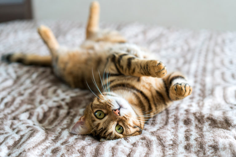 chat couché