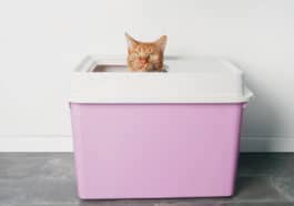 chat litière