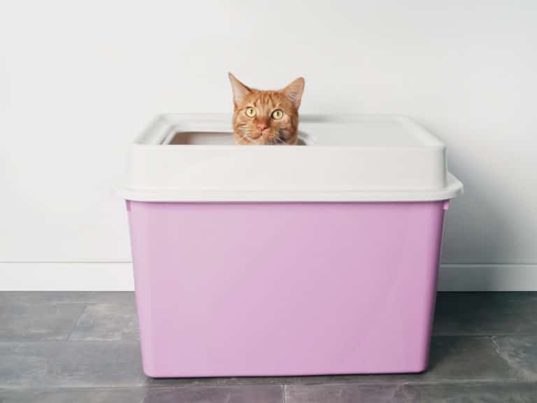 chat litière