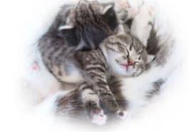 chatons