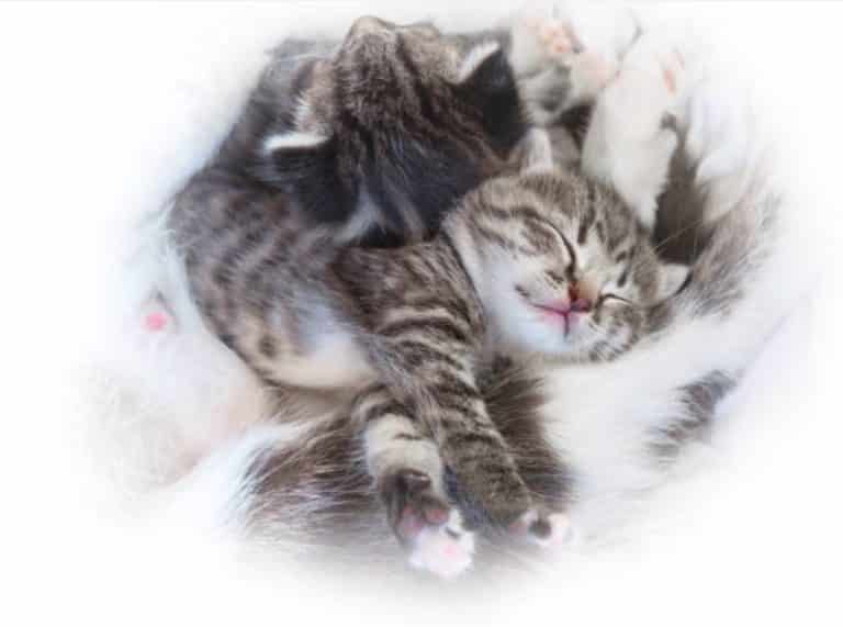chatons
