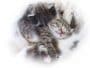 chatons