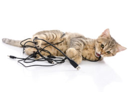 chaton fils électriques