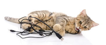 chaton fils électriques