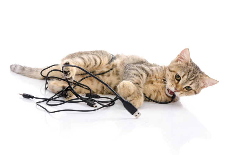 chaton fils électriques