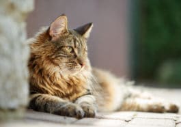 chat