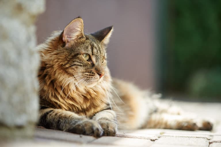 chat