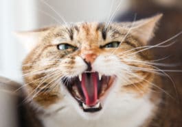 chat jaloux