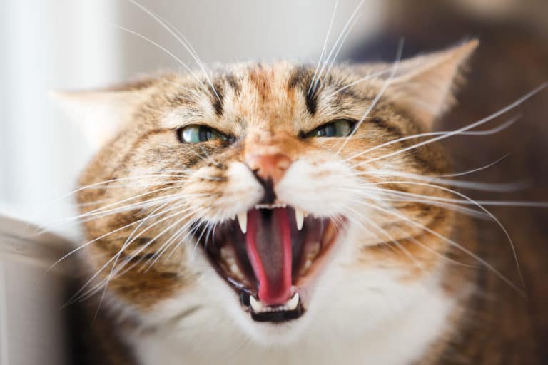 chat jaloux