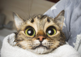 chat mouillé