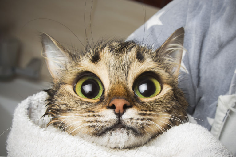 chat mouillé
