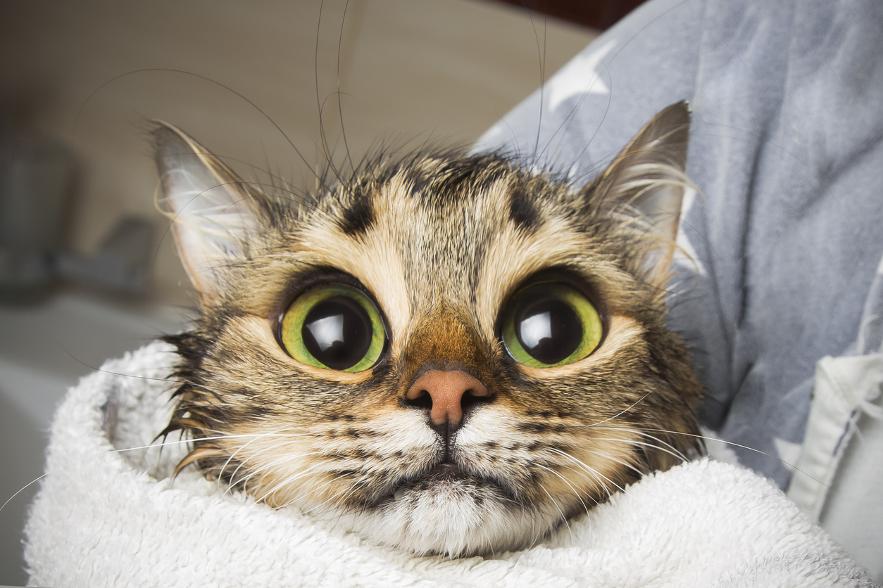 chat mouillé