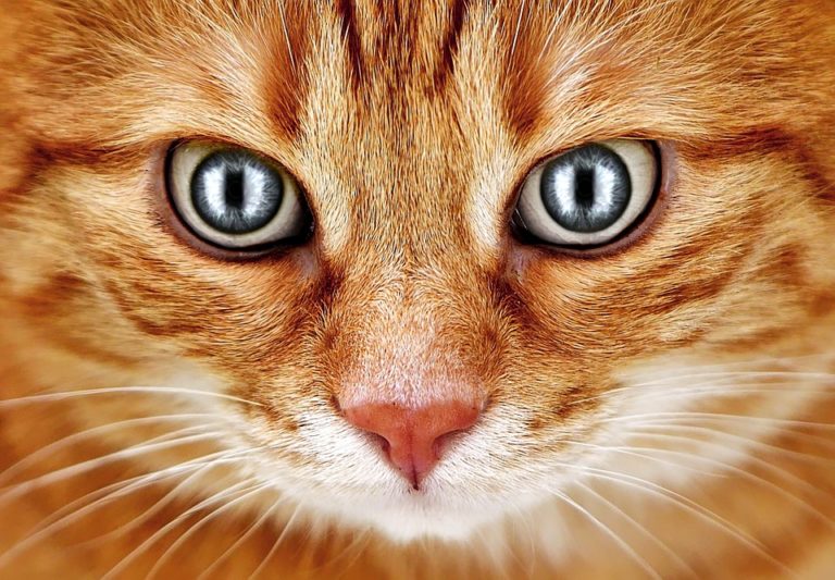 chat yeux