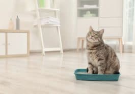 chat litière
