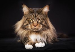 chat maine coon