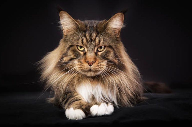 chat maine coon