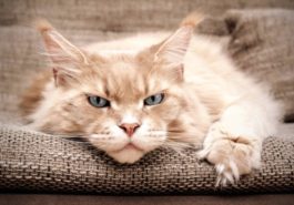 chat maine coon