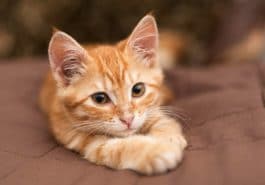 chaton