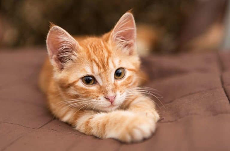 chaton
