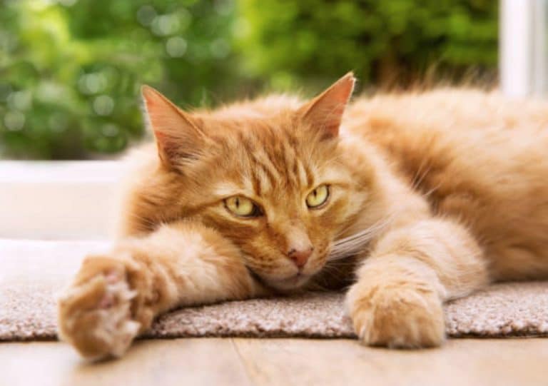 chat