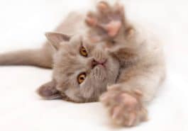 chaton s'étire