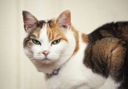 chat en colère