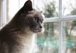 chat triste