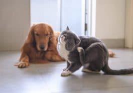 chat chien