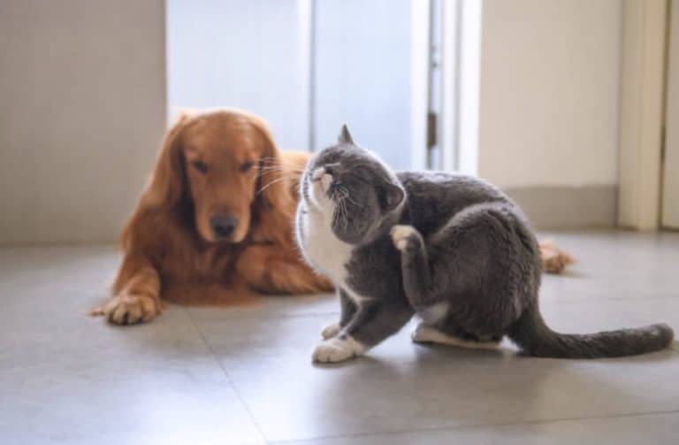 chat chien