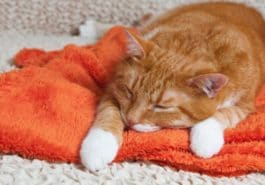 chat roux