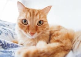 chat roux