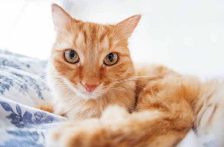 chat roux