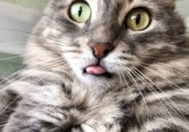 chat