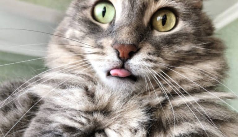 chat