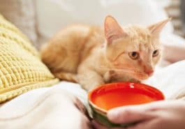 chat boit