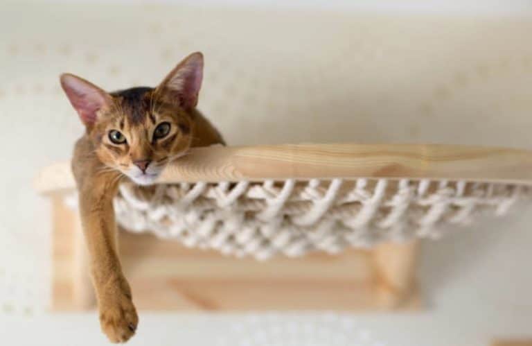 chat hamac