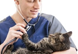 chat ausculté