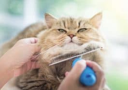chat brosse