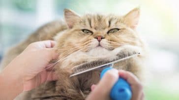 chat brosse